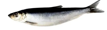 рибне