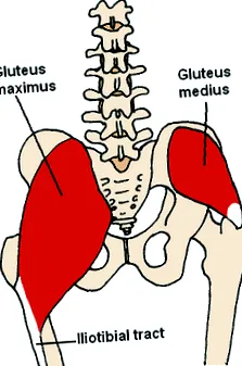 Glutes medius