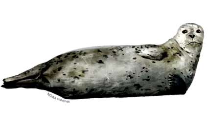 noaa
