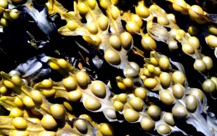 fucus