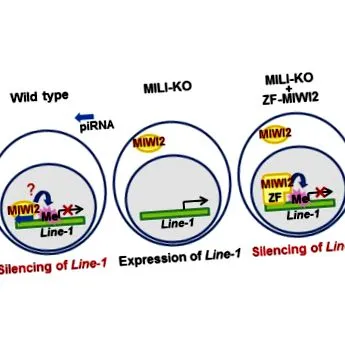 dns-metiláció