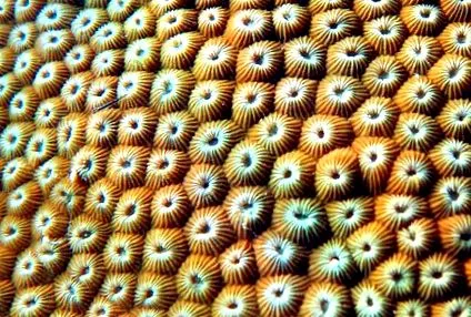 coral