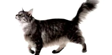 котів