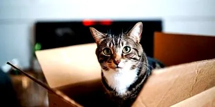 котів