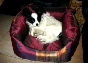 світ papillon