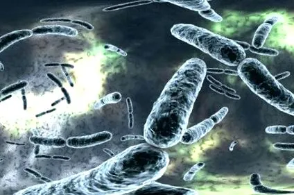 acidophilus путівник