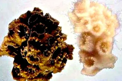 bemutató corals