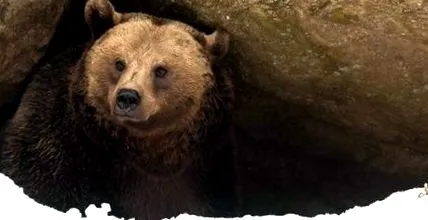холодні ваги
