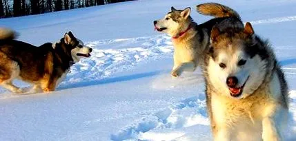 чому