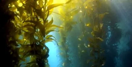 морські водорості