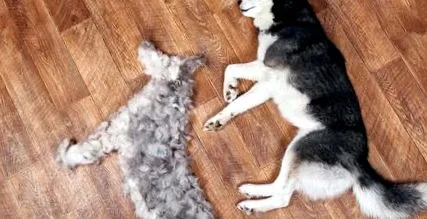 линькою