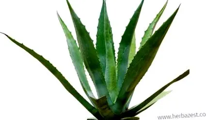 Рослина агави Agave americana