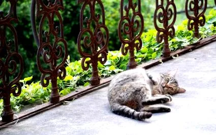 кота