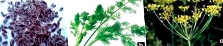 graveolens