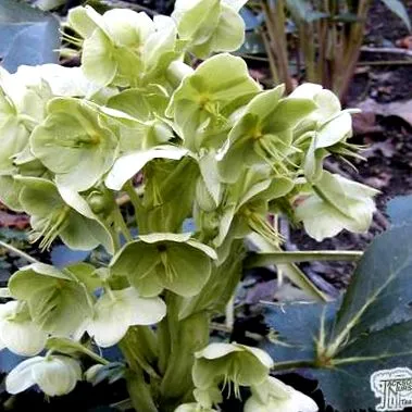 argutofolius корсиканський