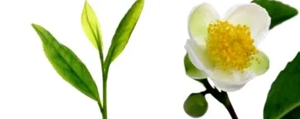 camellia sinensis