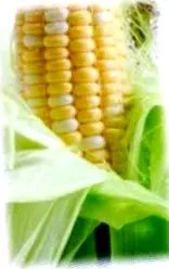 кукурудзяний