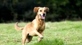 vetplus вашого вихованця