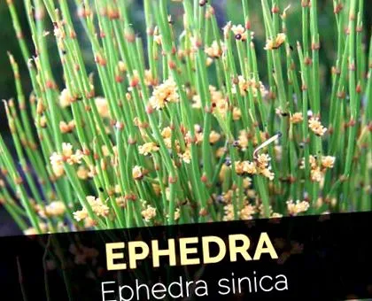 ефедра