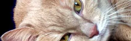 котячого ваша кішка