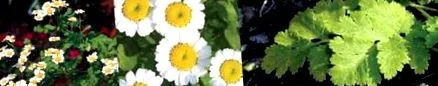tanacetum