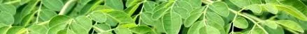 moringa