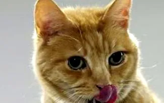 гніздо котів