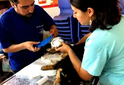 Centro Veterinario Centro Veterinario Municipal