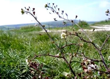 гаманці пастухи