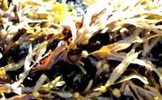 seaweed
