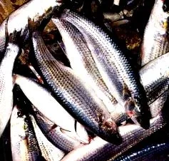 Користь шкода вміст жиру