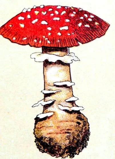 хімік Ganoderma lucidum