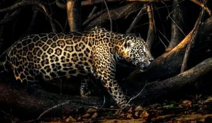 найкращих jaguars