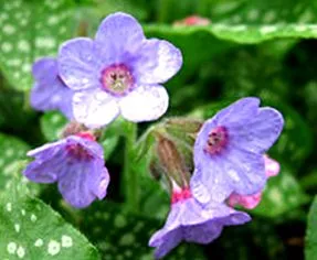 Pulmonaria officinalis