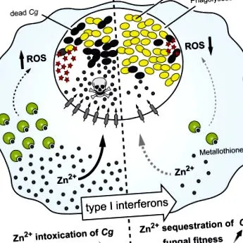 candida interferonok