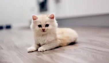 котів
