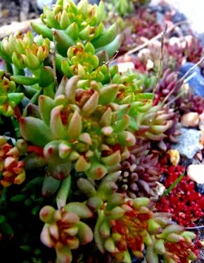 stonecrop