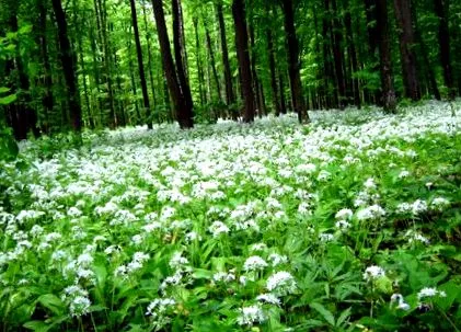 часник