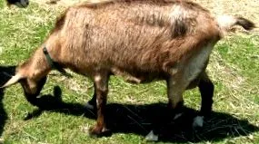 епідемічний дефіцит мінеральних
