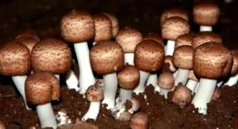 agaricus здоров