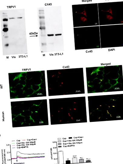trpv1 csatorna