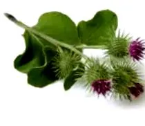 лопуха лопуха