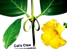 claw
