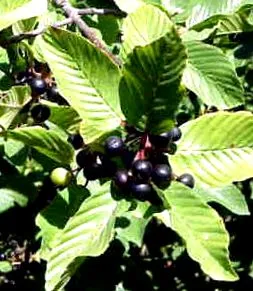 rhamnus каскара