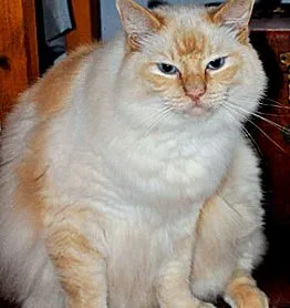 котяча