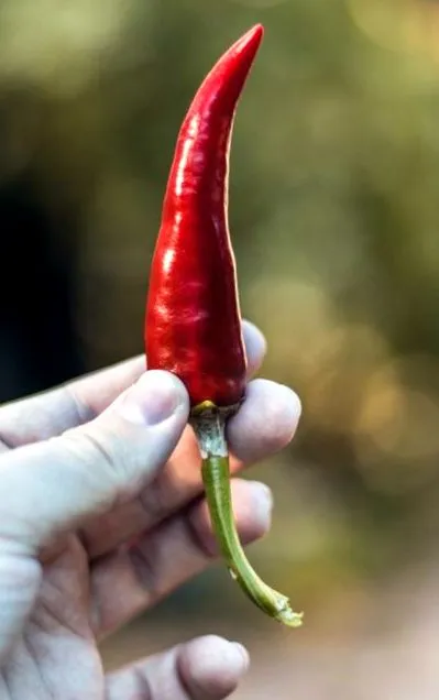 cayenne спалювача