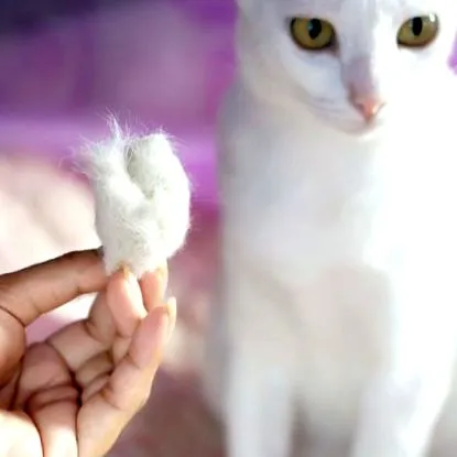 clinic feline