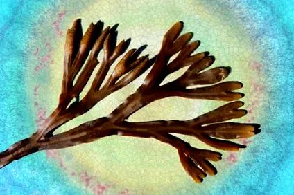 bladderwrack