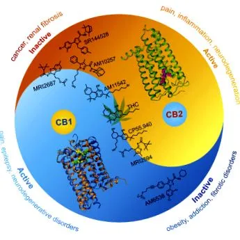 receptor