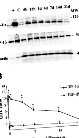által faktor-1α